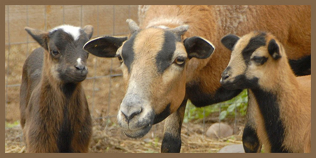 sheep vs goat sounds