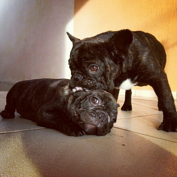 and help clean each others ears...