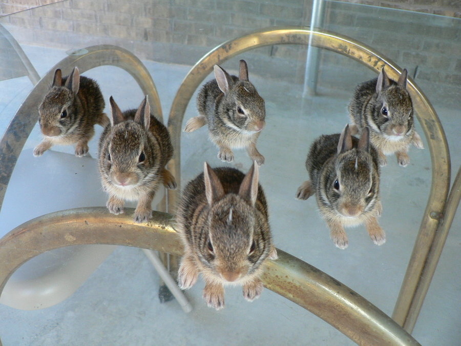 "When you're a bunny / You're a bunny all the way / From your first cigarette / To your last dyin' day."