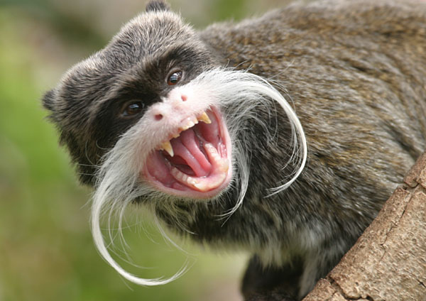 This emperor tamarin seems a little sassy - probably because he knows he has a superior Fu Manchu.