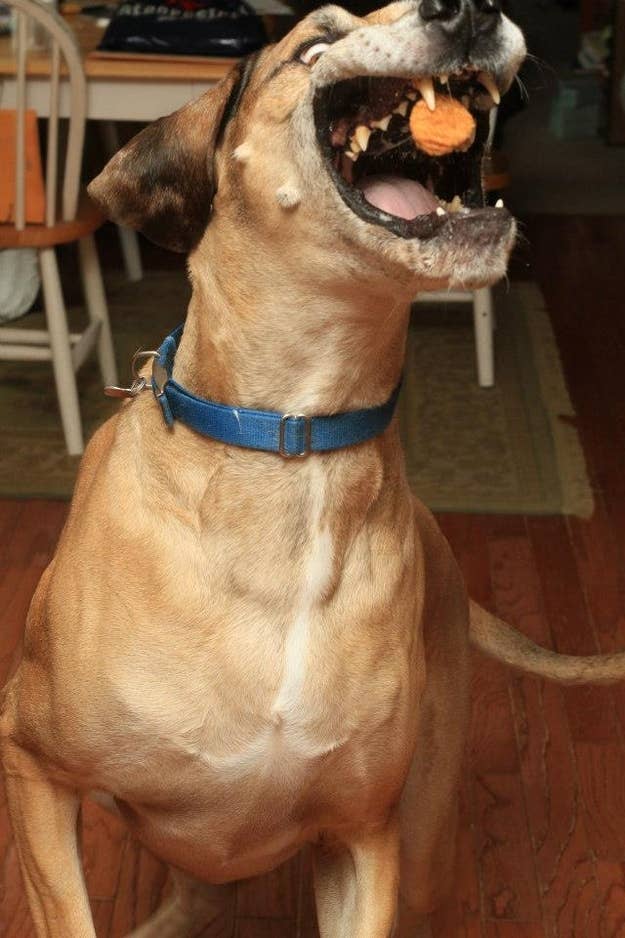 A Dog Catching Chicken Nuggets