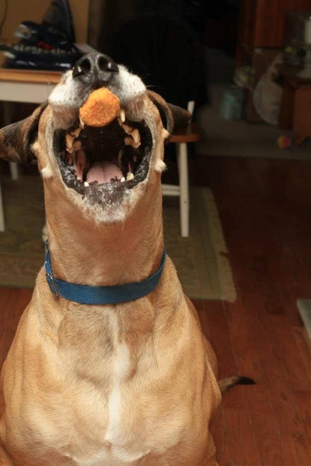A Dog Catching Chicken Nuggets