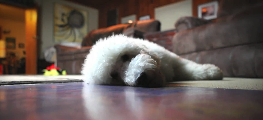 VIDEO OF THIS PUP
