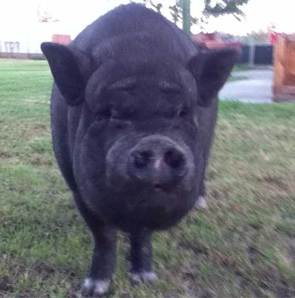Believe it or not, pigs are more than just bacon—they're heroes. LuLu proved herself when she laid in the middle of the street to alert someone of her owner's distress.