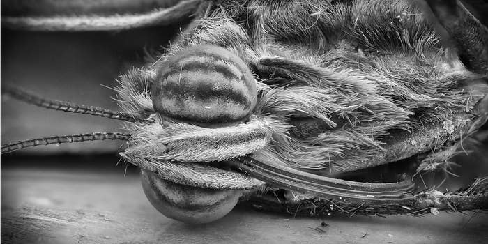 26 Things You Never Want To See Under A Microscope