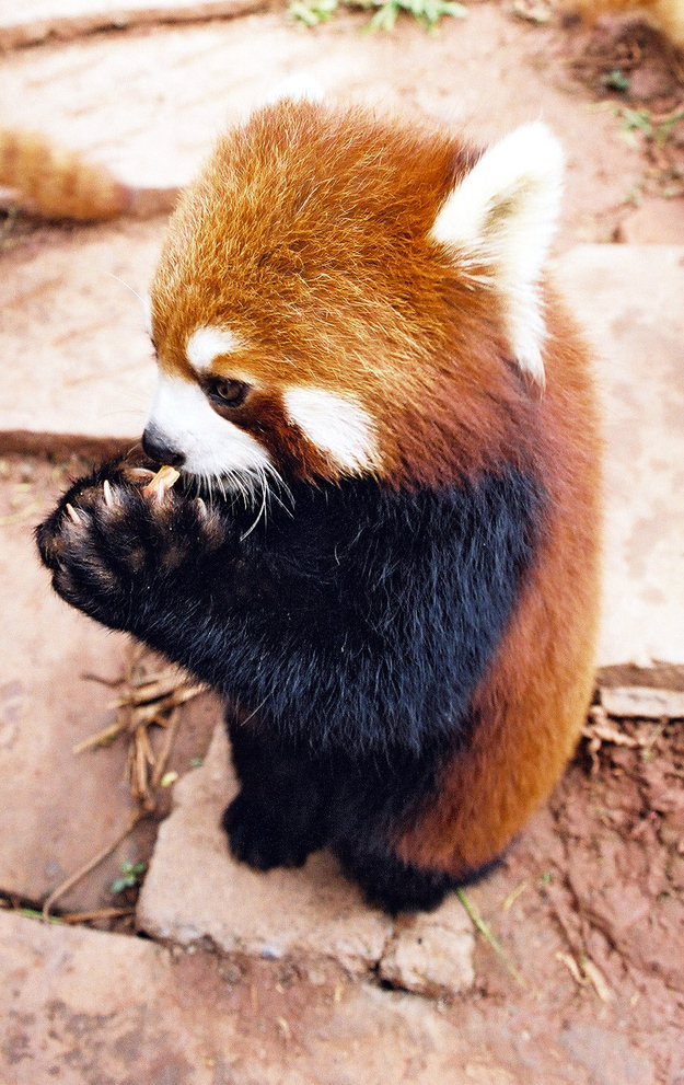 giant red panda