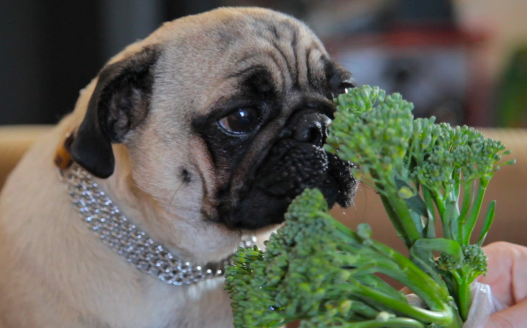 Broccoli is intensely examined for imperfections.
