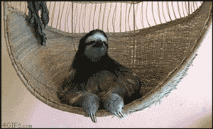Don't you dare try to out-sass a sloth.