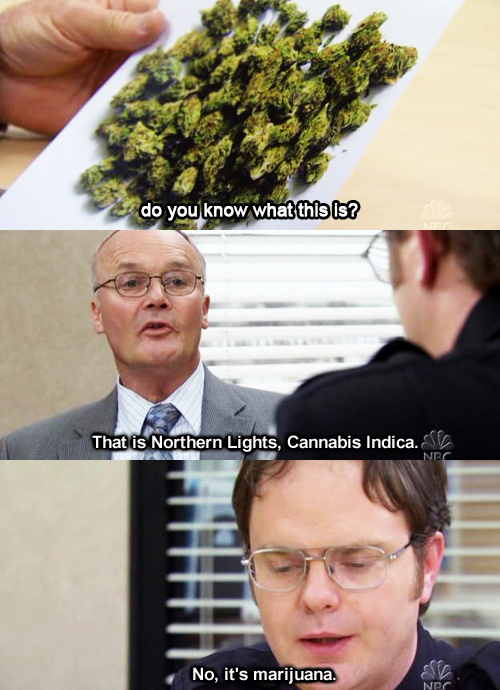 Dwight, you ignorant slut