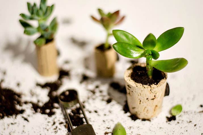 Stick them to a metal surface, wherever you want to add a touch of greenery!