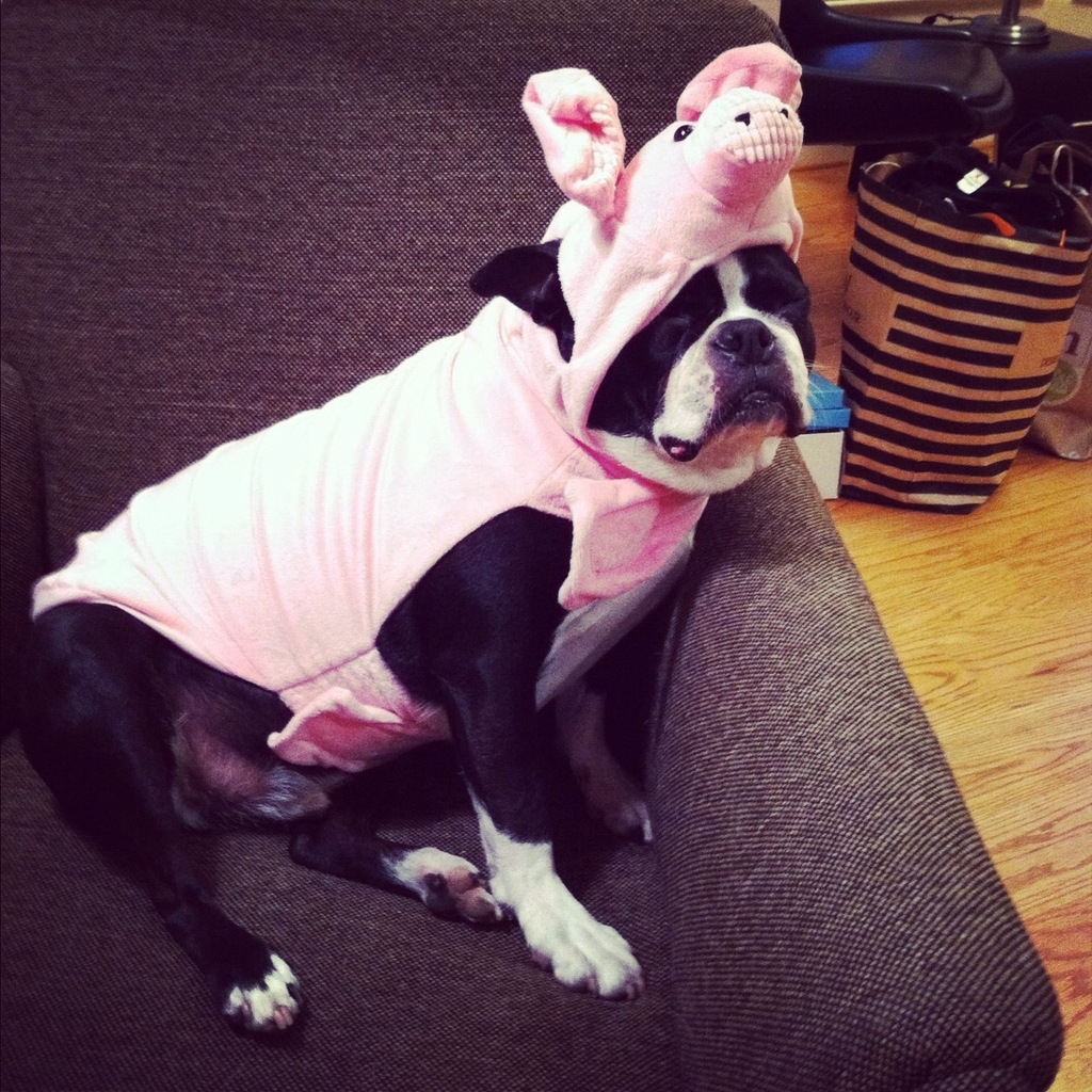 This Boston Terrier Is Too Cute