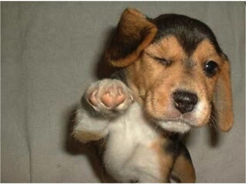 to alert the handler of a bed bug infection a beagle will not bark, rather it will point at the infestation. When a room is identified, access will need to be made to determine if the infestation has spread beyond the room.