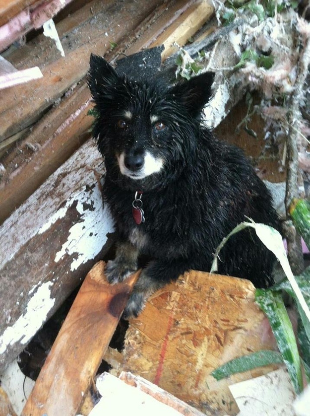 Posted on the Oklahoma County Sheriff's Office's social media sites in the direct after of the Moore tornado Monday, May 20, this little dog's resolute stare in the destruction would go viral as a symbol of animal survival.In the coming days, the sheriff's office shared the revelation that the dog was found by a deputy searching for victims found the 12-year old Schipperke-Border Collie mix "standing guard over a deceased male inside a house in Moore. The deputy convinced the dog to leave the side of the deceased victim, and eventually made sure the pup was taken to an emergency tornado animal shelter," according to the OCSO."Susie" reunited with her owner Curtis May 22, 2013.On Tuesday, a woman named Sheila Collins posted on the OCSO Facebook page that the dog actually belonged to her brother Curtis Collins who had been searching for "Susie". The deputy who found her contacted Sheila and the dog was returned to her owner, Curtis May on Wednesday. "Curtis has no idea why she stood guard of the victim whom he did not know," the sheriff's office stated.