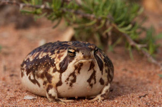 desert rain frog plush