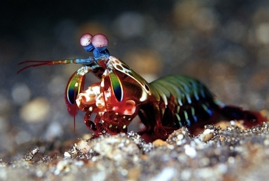 Step away from the mantis shrimp; these utterly gorgeous crustaceans are nothing short of vicious vixens. They possess powerful claws that they employ in spearing, stunning and dismemberment. And if you think one might be safe in an aquarium, think again. Some larger species of mantis shrimp are known to have broken through aquarium glass with a single strike of the lethal claw.