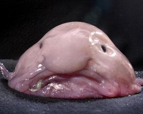 The aptly-named blobfish, possibly the strangest of the bunch, actually has advantages in its habitat. This odd fish has adapted to live in the deep sea, with a squishy exterior that floats more easily in the depths.