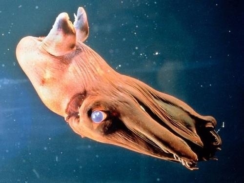 This "vampire squid from hell" doesn't want to suck your blood, but it does have a super cool Dracula cape webbing that it uses as a shield. And it loves the dark, changing colors and glowing in the deep sea.