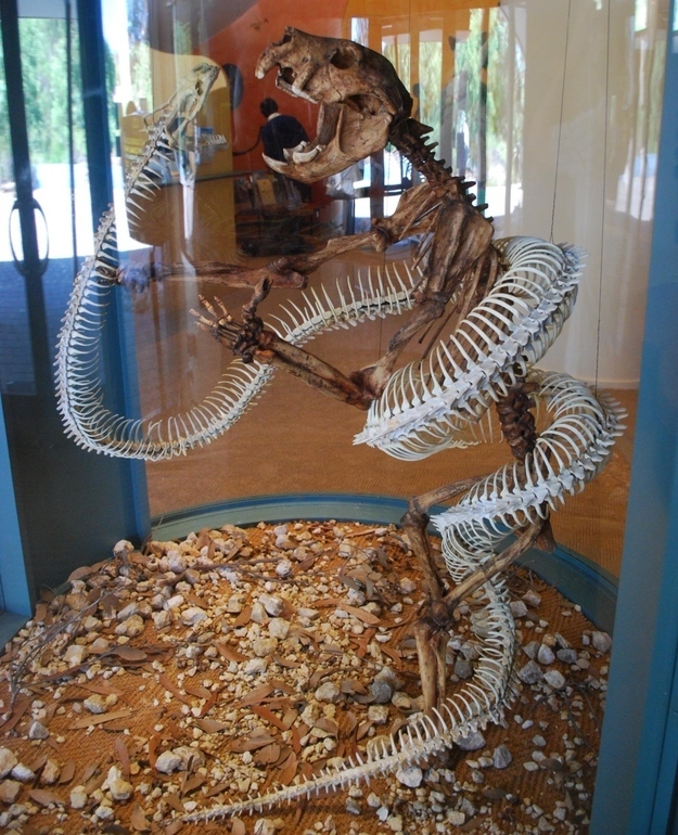 Name: Wonambi naracoortensis, meaning "rainbow serpent of Naracoorte".Just how big: Up to 6m long.Extant until: 50,000 years ago.That creature that it's taking down by constriction is a marsupial the size of a modern lion. Wonambi is so-called because it is thought to be the inspiration for the Australian Aboriginal legend of the Rainbow Serpent.