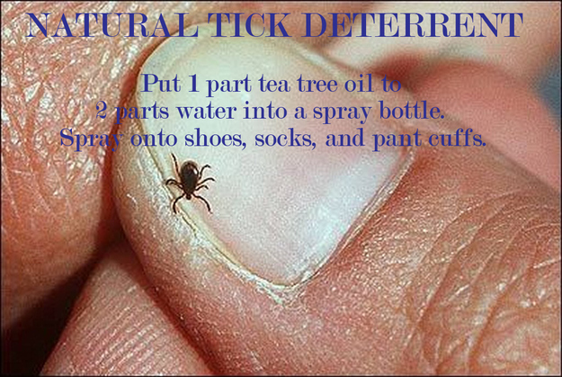 Bring a tick deterrent.