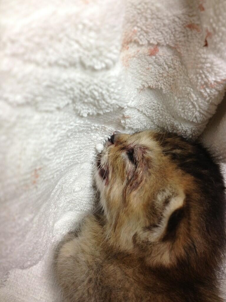 June 8th, 2013@jessiepon: ”We’ve been feeding her milk in every 4 hours. Her body weight is now 274g!“
