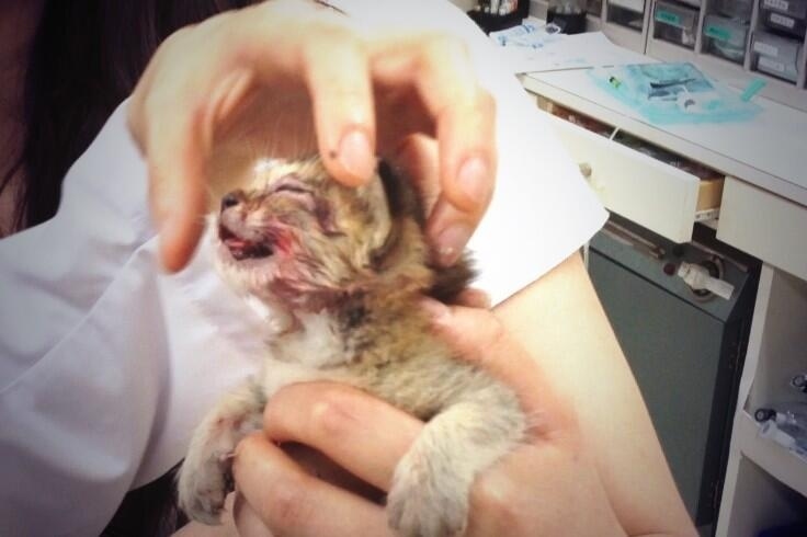 June 2nd, 2013@jessiepon: ”I heard a horrible cry of a kitten, getting attacked by crows in front of my house. I immediately rescued her and brought her to the vet. Crows have eaten inside of the kitten’s mouth, to the point she can’t drink milk on her own. The vet had to insert a catheter directly into her stomach to feed the kitten. Her initial body weight: 210g.”