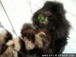Like this fluffy bunny eating kale so humans don't have to.