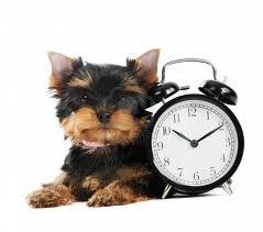 prior to making the plans, tell your date that you might have to leave early, just in case the date goes sour...