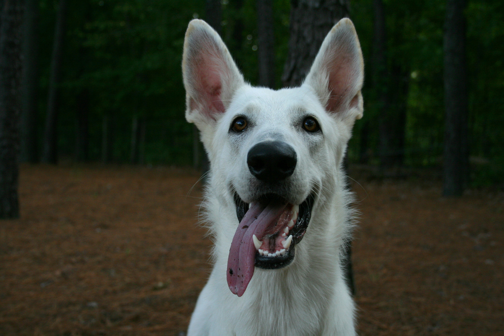 Keep your dog’s breath fresh with DENTASTIX®.