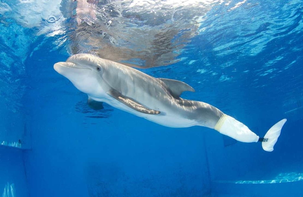 And thrived! She learned to swim with and without her prosthetic. Her trainers describe her as feisty and energetic. People call her the "bionic dolphin."