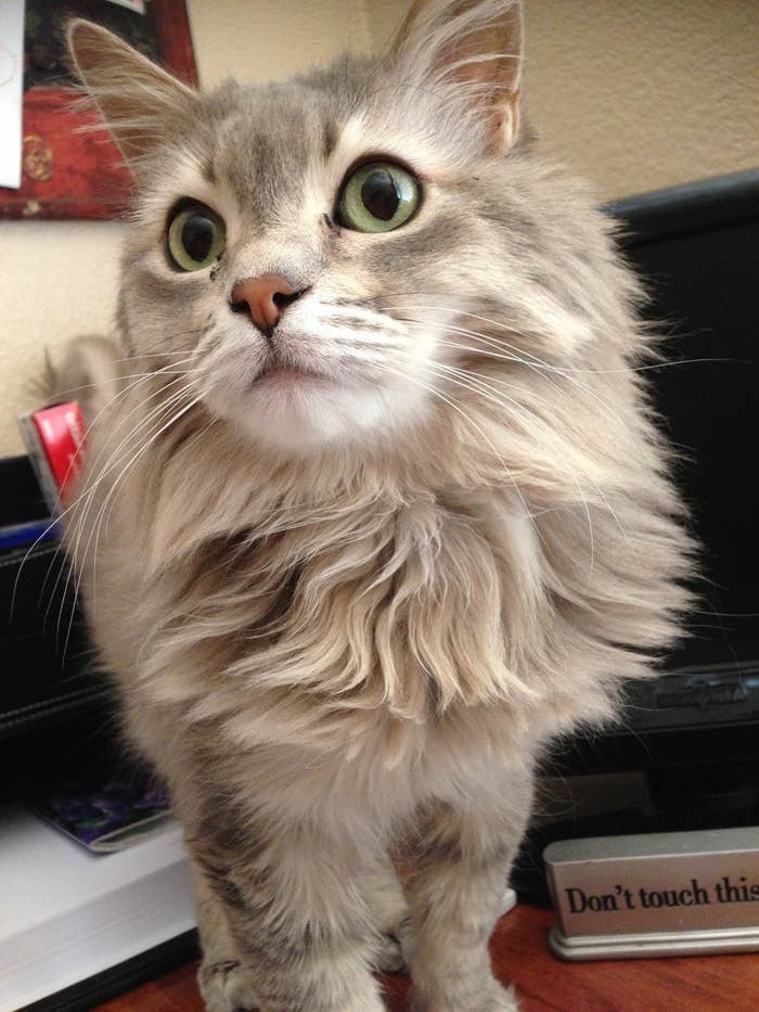 8 Cats That Are Prettier Than Most Humans