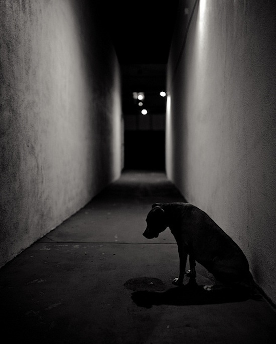 "It's definitely one of the cleanest alleys I've seen, I think that made it unique for me. It gave it its own character but I don't know if the image would have worked without my dog." -- Justin Sangani