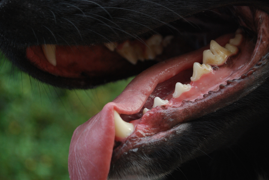 Give your dog something to smile about. DENTASTIX® treats not only taste great, they clinically proven to reduce plaque and tartar buildup. Available in a variety of tasty flavors.