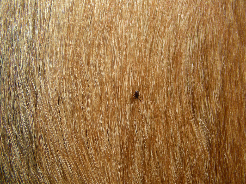 Search your dog for ticks daily (and especially well after outdoor activities). If you find one embedded in your dog, remove it with a tweezers and bring him to the vet.