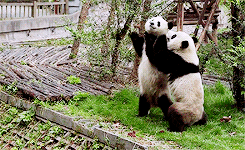 Adult pandas who can't stand up for like, one minute.