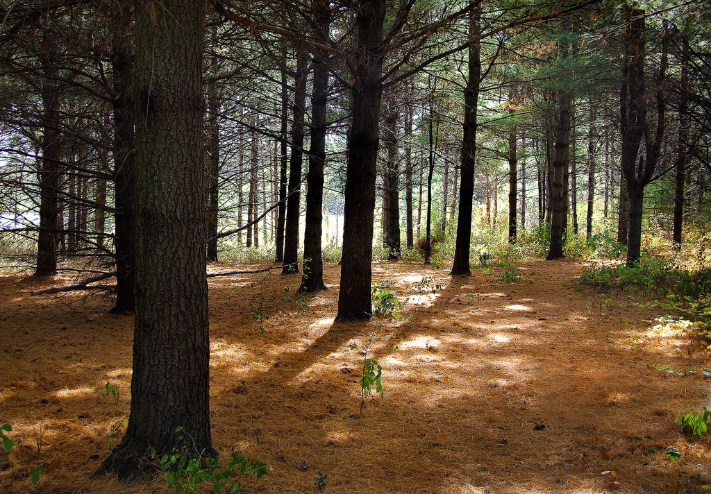 Taken at Lebanon Hills Regional Park.
