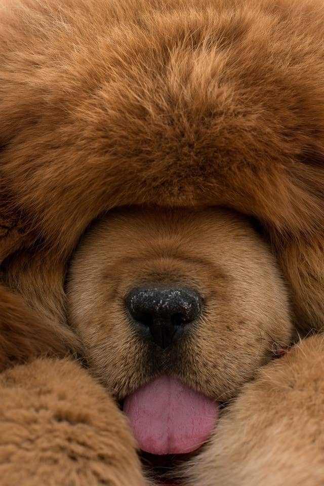 A Chinese Zoo Tried To Pass Off This Huge, Fluffy Dog As A Lion