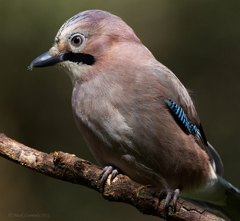Hailing from the Emerald Isle, the Irish Jay, like Chibs, has facial markings that are constant reminders of mistakes made and debts to be repaid. Wait, maybe that's just Chibs. At least they're both Irish, right?
