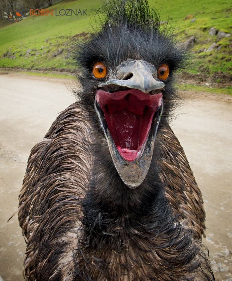 For anybody who watches the show, this photo pretty much sums up Tig's essence.