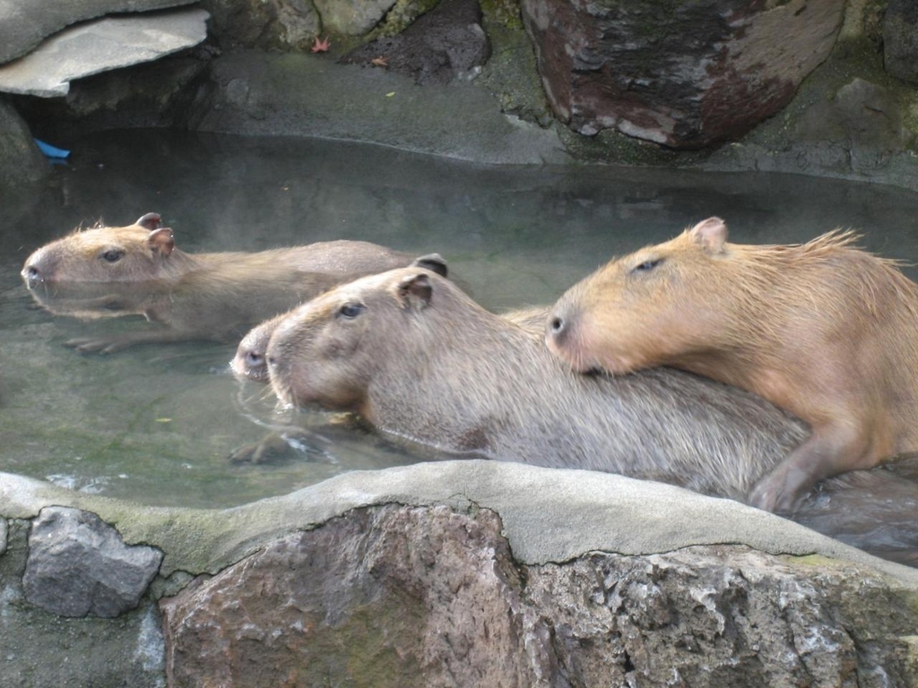 Capybaras are known to love hot springs. There are 16 places in Japan you can observe capybaras taking baths in hot springs, this is one of them.