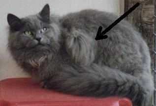 1. Matted fur