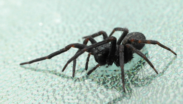 You’re probably afraid of spiders because THEY'RE F*%&ING SCARY!