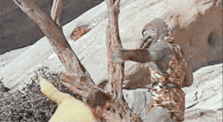 anigif_enhanced-buzz-4915-1375728535-19.gif