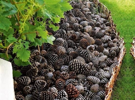 Pinecone moat