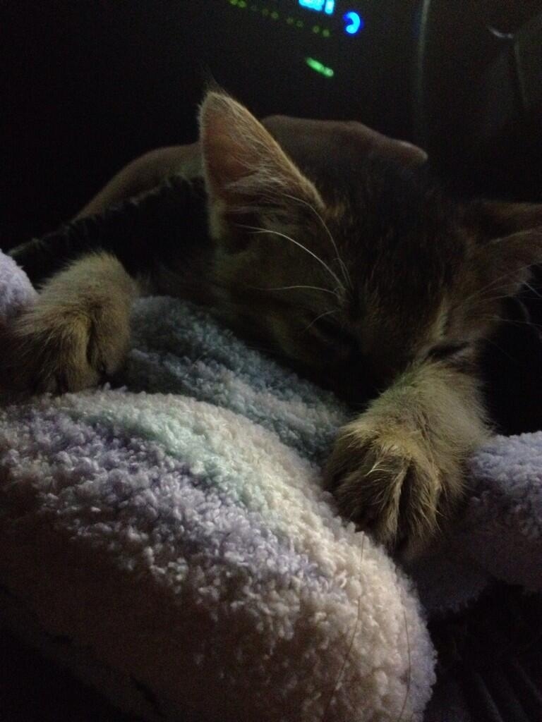 07-31-2013@jessiepon: “Stopped by a gas station on the way. She’s tired, and due to the medication she’s asleep now. We suspect she has epilepsy.”