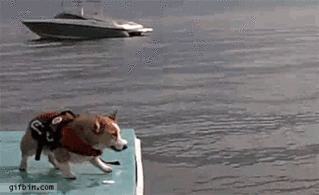 Silly corgi, you barely cleared the dock!