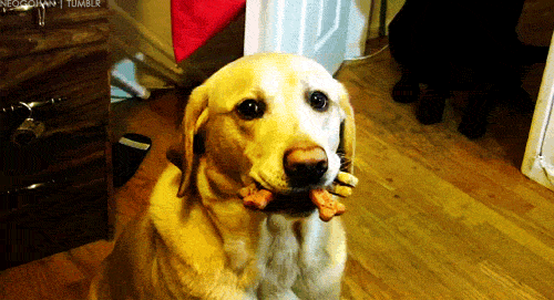 How many biscuits can one dog fit in its mouth?