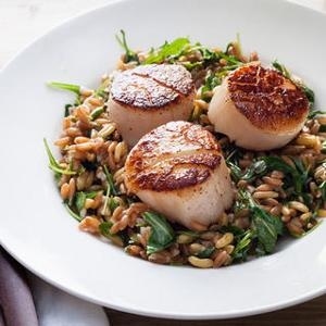 Sear meaty scallops for a quick but fanciful dinner and set over a warm & bright farro & arugula salad.