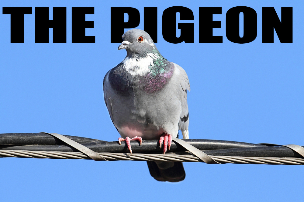THE PIGEON hangs out on the wire all day, scavenging scraps and showering the league with droppings.