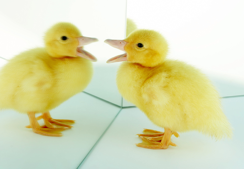“You ARE a beautiful duckling!”