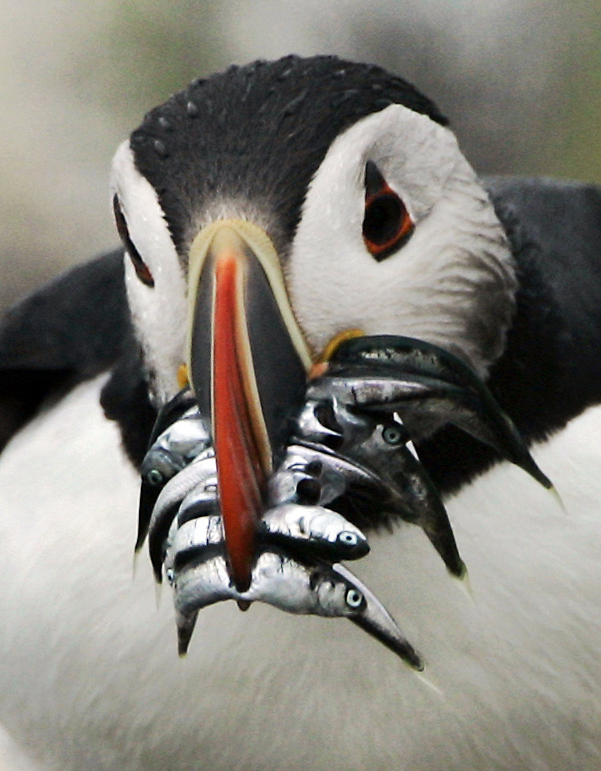 An adult puffin will eat as much as 40 fish per day. Take that Joey Chestnut!